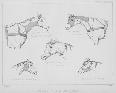 Vendaje y traqueotomía de Benjamin Herring
