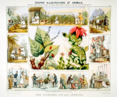 Cochinilla e insectos de laca, c1850 de Benjamin Waterhouse Hawkins