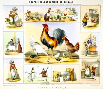 Aves domésticas, c. 1850 de Benjamin Waterhouse Hawkins