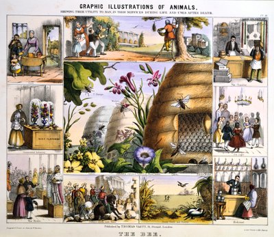 La abeja, c. 1850 de Benjamin Waterhouse Hawkins