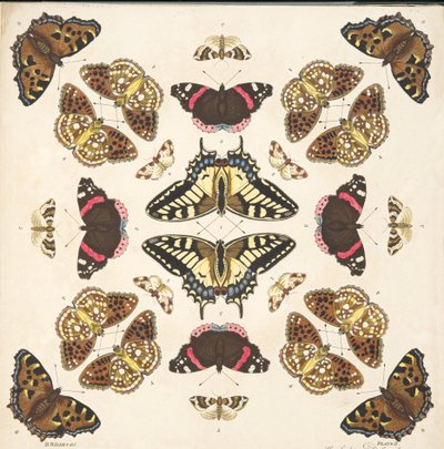 (detalle) de Placa II, de Una Rara Representación de Mariposas y Polillas, pub. 1764 de Benjamin Wilkes