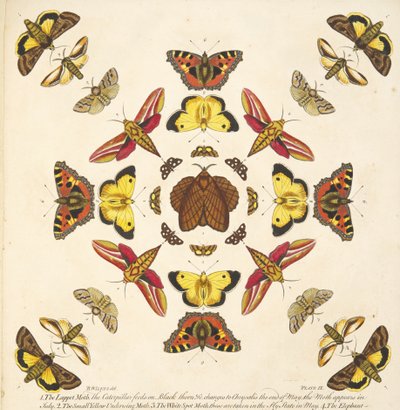 (detalle) de la Placa IX, de Una rara representación de mariposas y polillas, pub. 1764 (grabado a mano) de Benjamin Wilkes