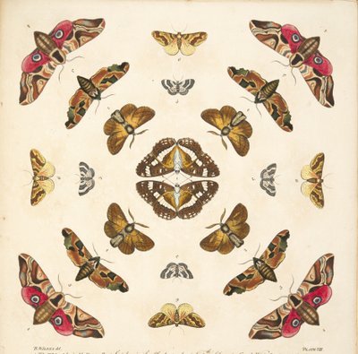 (detalle) de Placa VIII, de Una Rara Representación de Mariposas y Polillas, pub. 1764 de Benjamin Wilkes