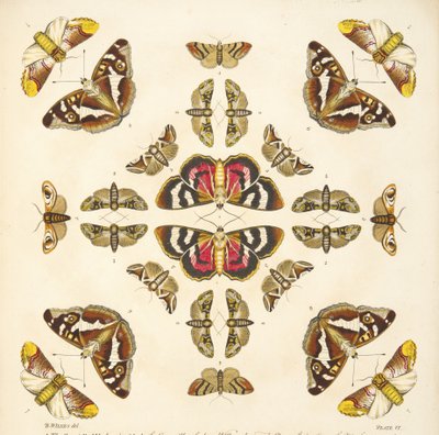 (detalle) de Placa VI, de Una Rara Representación de Mariposas y Polillas, pub. 1764 de Benjamin Wilkes
