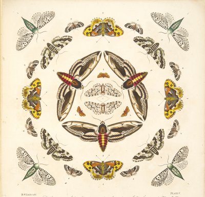(detalle) de Placa V, de Una Rara Representación de Mariposas y Polillas, pub. 1764 de Benjamin Wilkes