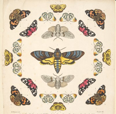 Detalle de la Placa XII, de Una rara representación de mariposas y polillas, pub. 1764 (grabado coloreado a mano) de Benjamin Wilkes