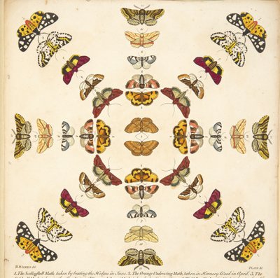 Detalle de la Placa XI, de Una Rara Representación de Mariposas y Polillas, pub. 1764 (grabado coloreado a mano) de Benjamin Wilkes