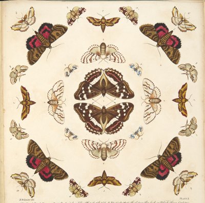 (detalle) de Placa X, de Una Rara Representación de Mariposas y Polillas, pub. 1764 de Benjamin Wilkes