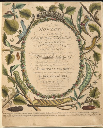 Frontispicio, de Una Rara Representación de Mariposas y Polillas, pub. 1764 de Benjamin Wilkes