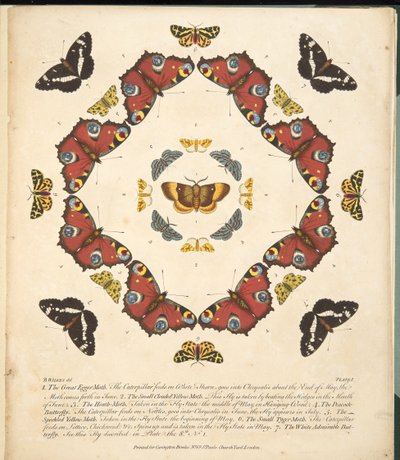 Placa 1, de Una Rara Representación de Mariposas y Polillas, pub. 1764 de Benjamin Wilkes