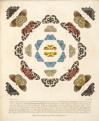Placa III, de Una Rara Representación de Mariposas y Polillas, pub. 1764 de Benjamin Wilkes