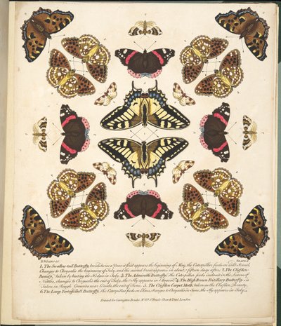 Placa II, de Una Rara Representación de Mariposas y Polillas, pub. 1764 de Benjamin Wilkes