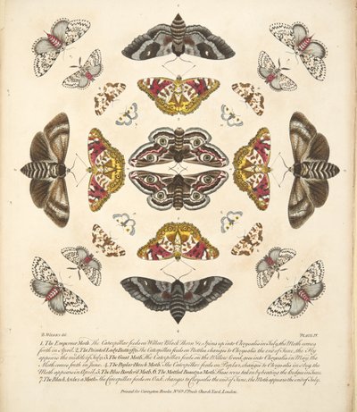 Placa IV, de Una Rara Representación de Mariposas y Polillas, pub. 1764 de Benjamin Wilkes