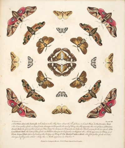 Placa VIII, de Una Rara Representación de Mariposas y Polillas, pub. 1764 de Benjamin Wilkes