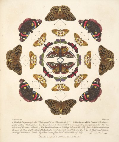 Placa VII, de Una Rara Representación de Mariposas y Polillas, pub. 1764 de Benjamin Wilkes