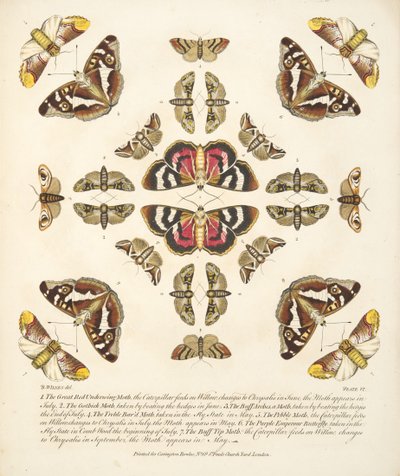 Placa VI, de Una Rara Representación de Mariposas y Polillas, pub. 1764 de Benjamin Wilkes