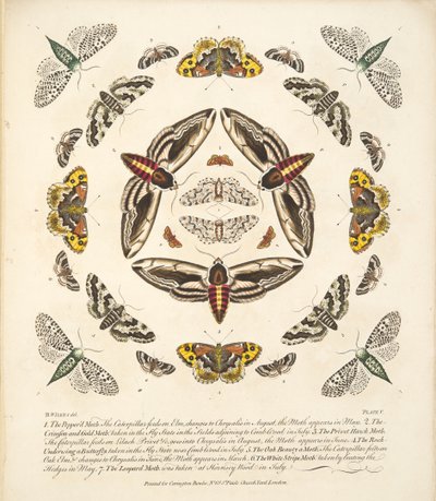 Placa V, de Una Rara Representación de Mariposas y Polillas, pub. 1764 de Benjamin Wilkes