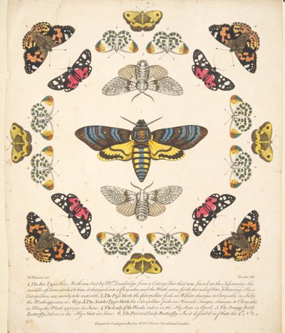 Placa XII, de Una rara representación de mariposas y polillas, pub. 1764 de Benjamin Wilkes