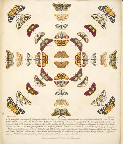 Placa XI, de Una Rara Representación de Mariposas y Polillas, pub. 1764 de Benjamin Wilkes
