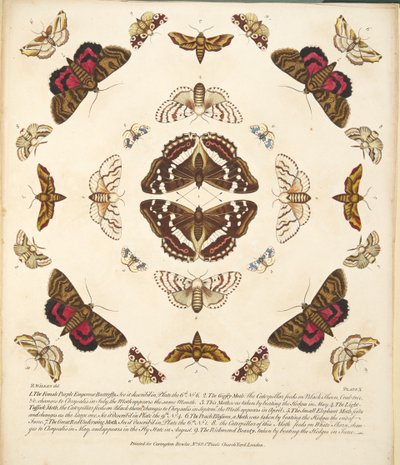 Placa X, de Una Rara Representación de Mariposas y Polillas, pub. 1764 de Benjamin Wilkes