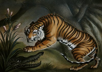 Tigre y cocodrilo, c.1810 de Benjamin Zobel