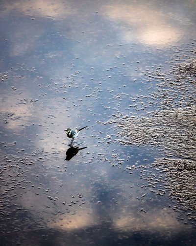 Pájaro en el río Garona en Toulouse, Alto Garona (foto) de Bernard Bonnefon