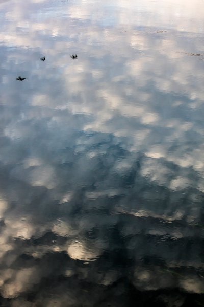 Reflejos de nubes y pájaros en la superficie del río Garona en Toulouse, Alto Garona (foto) de Bernard Bonnefon