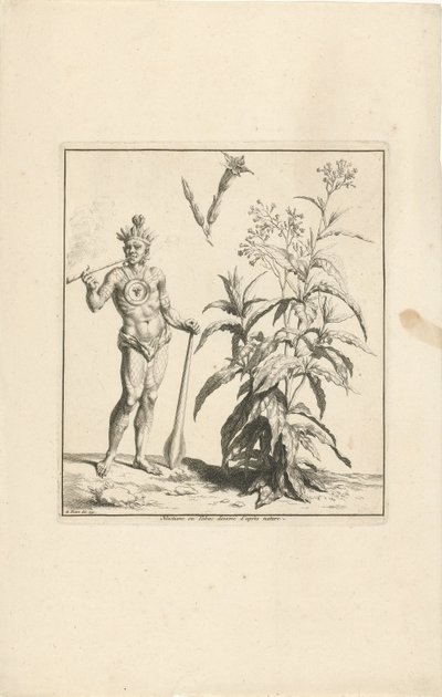 Planta del tabaco y habitante original de América
Nicotiane ou Tabac dessiné d