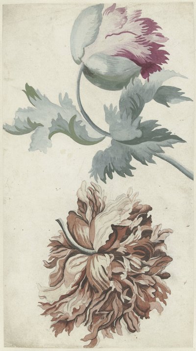 Papavers de Bernard Picart