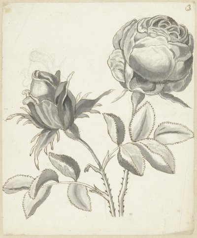 Dos rosas de Bernard Picart