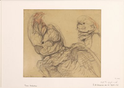 Dos cacatúas, de medio cuerpo de Bernard Willem Wierink