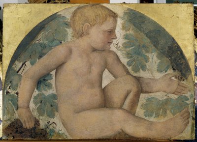 Putti cosechando - Putto bajo una pérgola, c.1514 de Bernardino Luini
