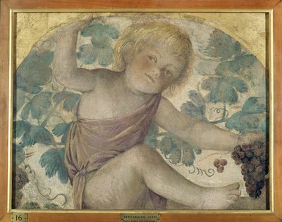 Putti cosechando - Putto bajo una pérgola, c.1514 de Bernardino Luini