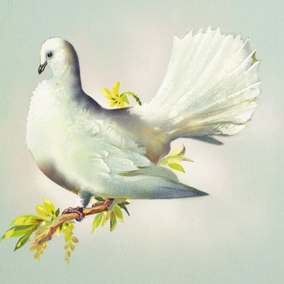 Fantail Dove (gouache sobre papel) de Bert Illoss