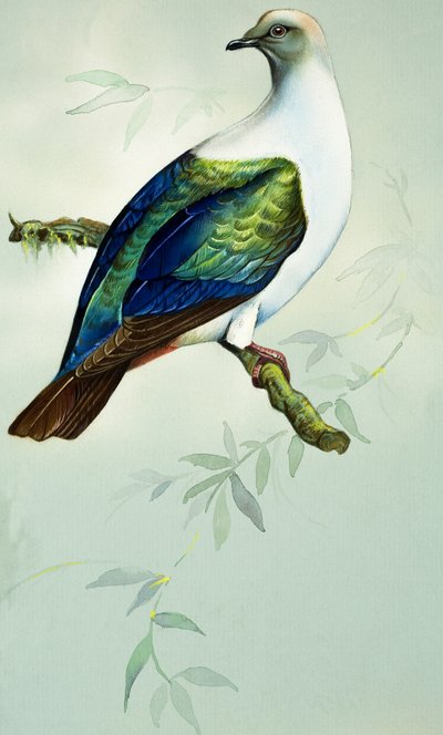 Imperial Fruit Pigeon (gouache sobre papel) de Bert Illoss