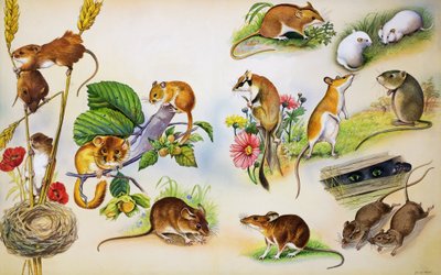 Ratones (gouache sobre papel) de Bert Illoss
