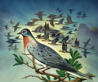 Palomas mensajeras de Bert Illoss