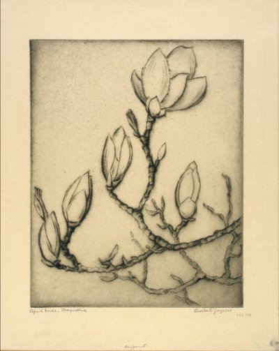 Brotes de abril--Magnolia de Bertha E. Jaques