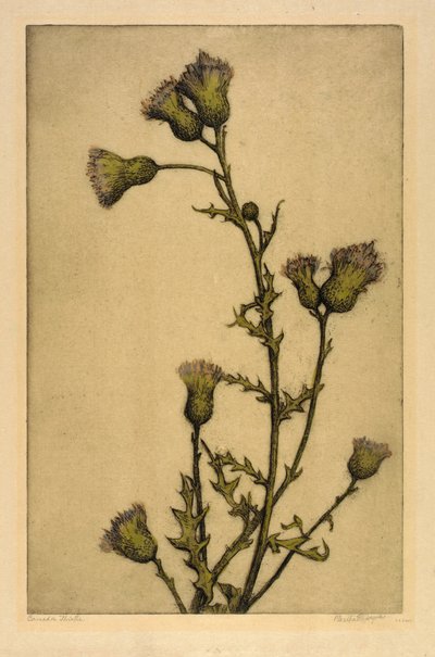Cardo canadiense de Bertha E. Jaques