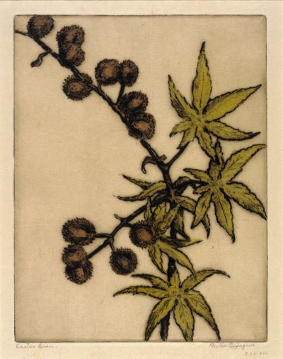 Semilla de ricino de Bertha E. Jaques