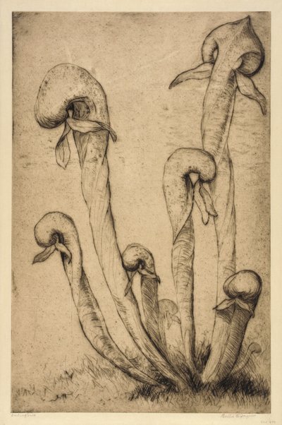 Darlingtonia de Bertha E. Jaques