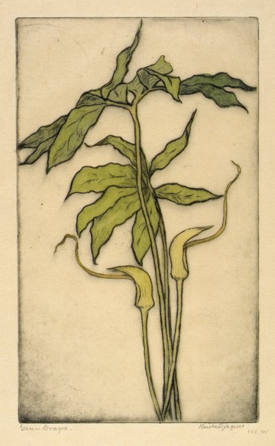 Dragón verde de Bertha E. Jaques