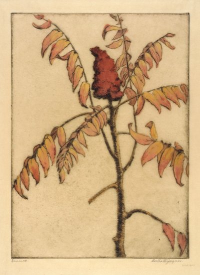 Sumac de Bertha E. Jaques