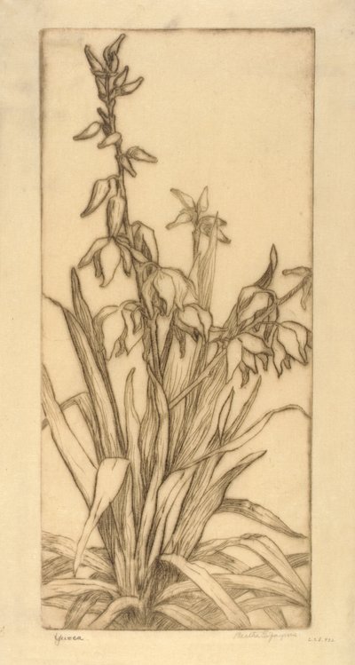 Yuca de Bertha E. Jaques