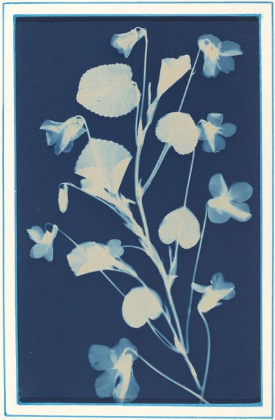 Sin título, c. 1900 de Bertha Evelyn Jacques