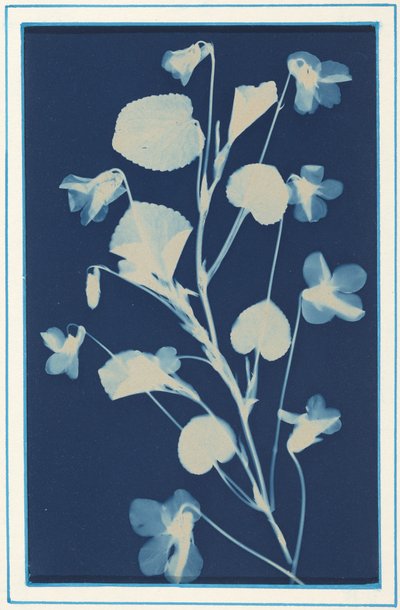 Sin título,c. 1900 (foto) de Bertha Jaques