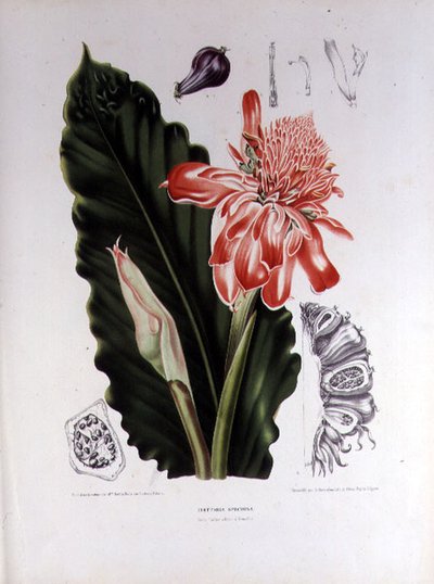 Elettaria Speciosa, ilustración de 