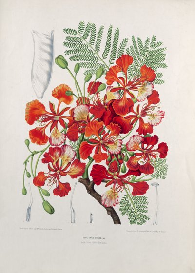 Poinciana Regia, ilustración de Fleurs, Fruits et Feuillages Choises de la Flore et de la Pomone de l