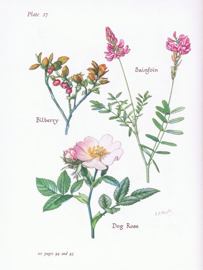 Arándano, Rosa canina, Esparceta, 1951 de Bessie D. Inglis