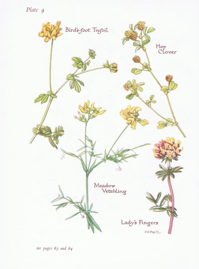 Lotus corniculatus, Trifolium arvense, Trifolium dubium, Lathyrus pratensis, 1951 de Bessie D. Inglis